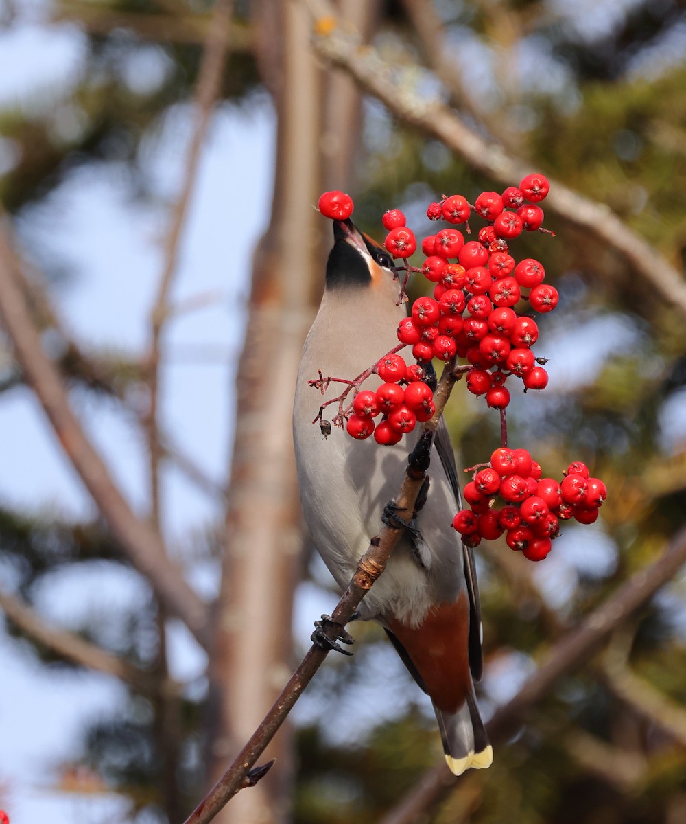 Bohemian Waxwing - ML645352470