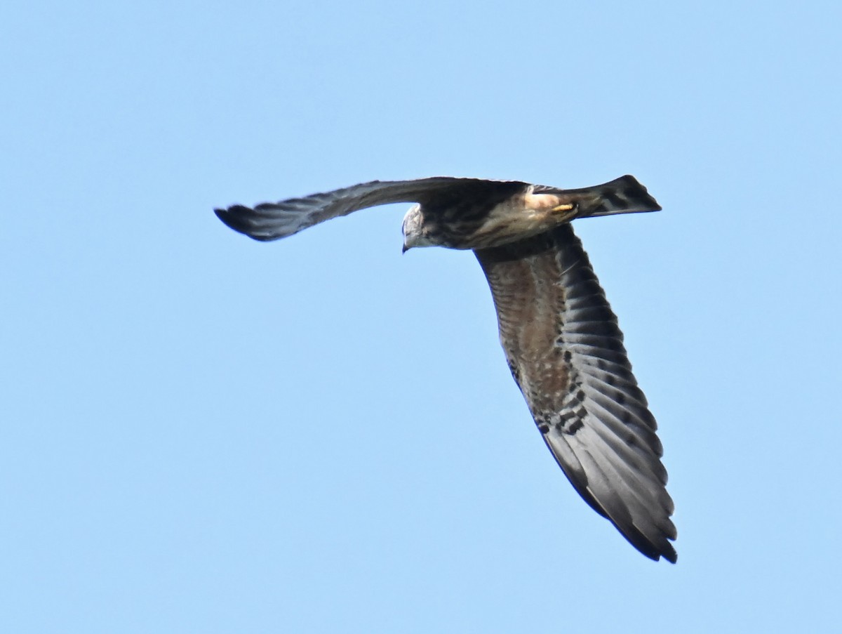 Mississippi Kite - ML645352473