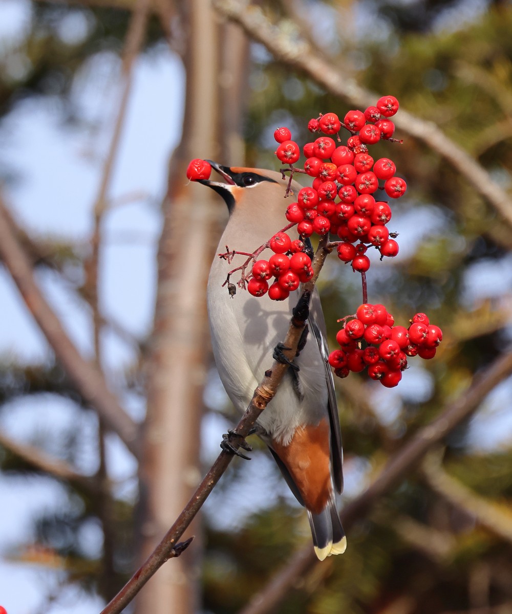 Bohemian Waxwing - ML645352474