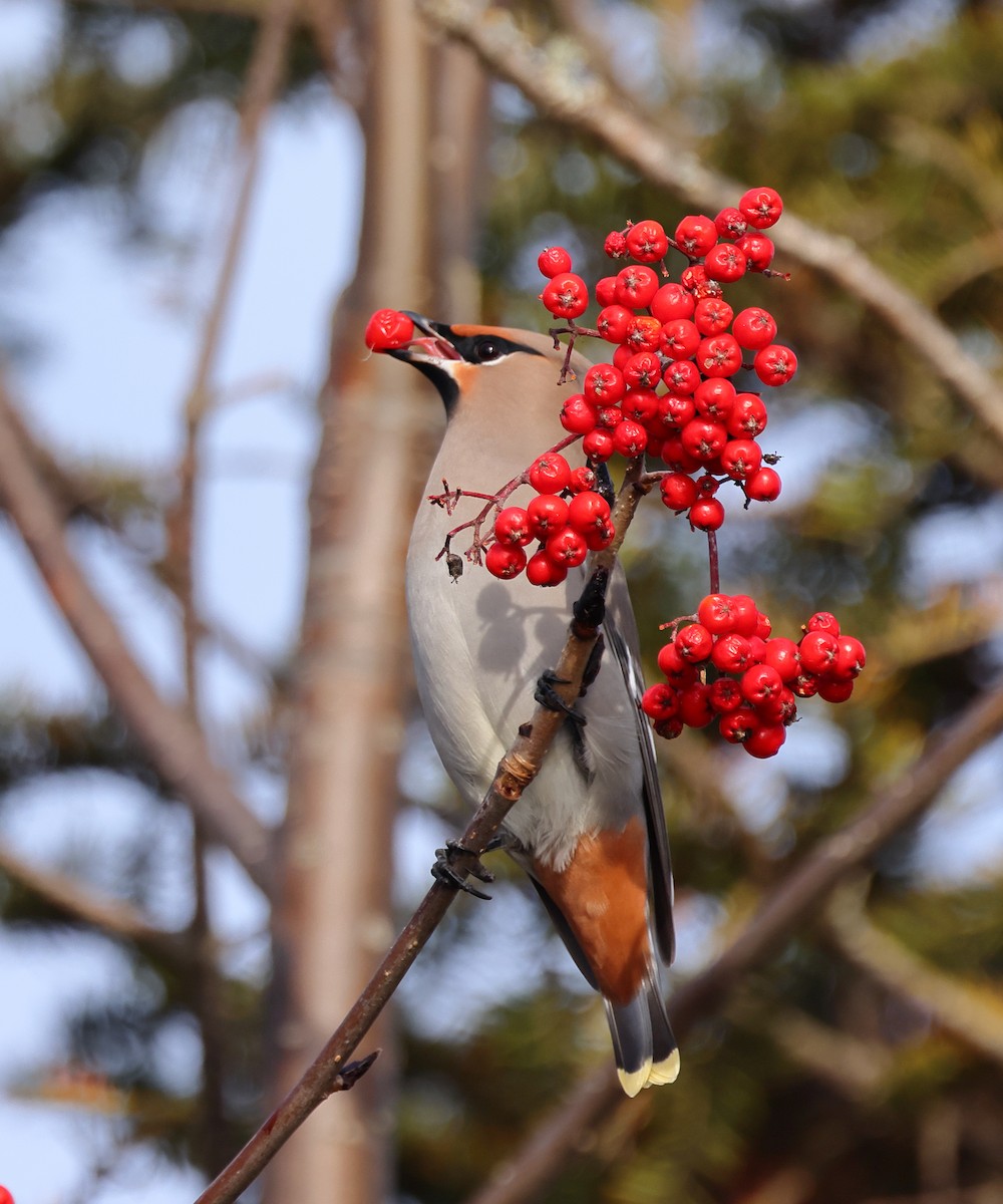 Bohemian Waxwing - ML645352481