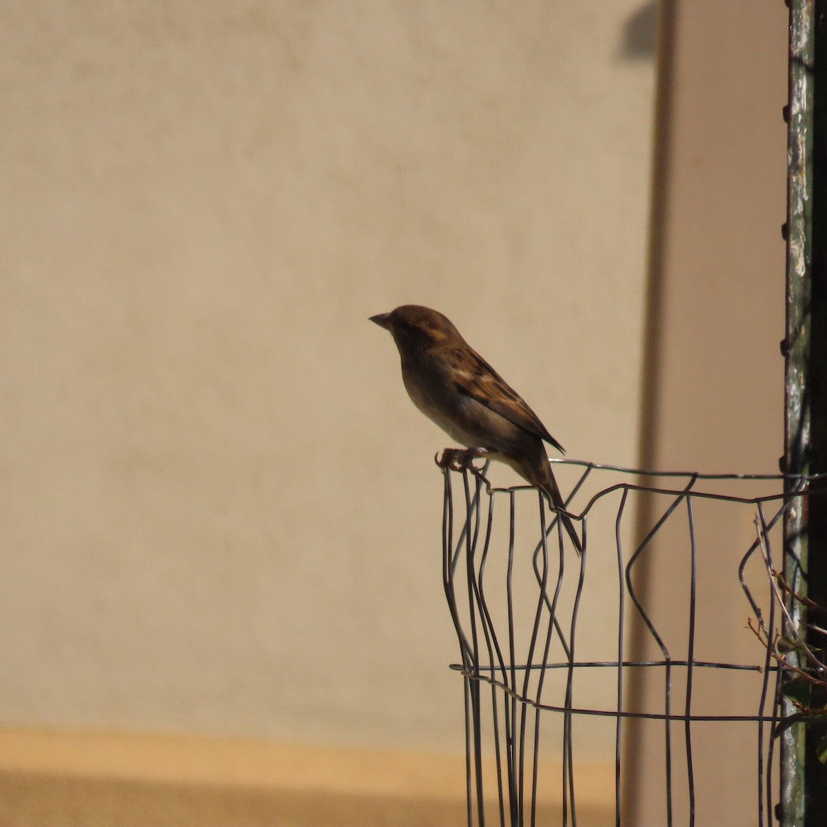 Оронгийн бор шувуу - ML645352483