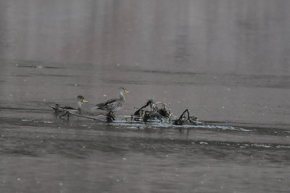 Yellow-billed Pintail - ML645352487