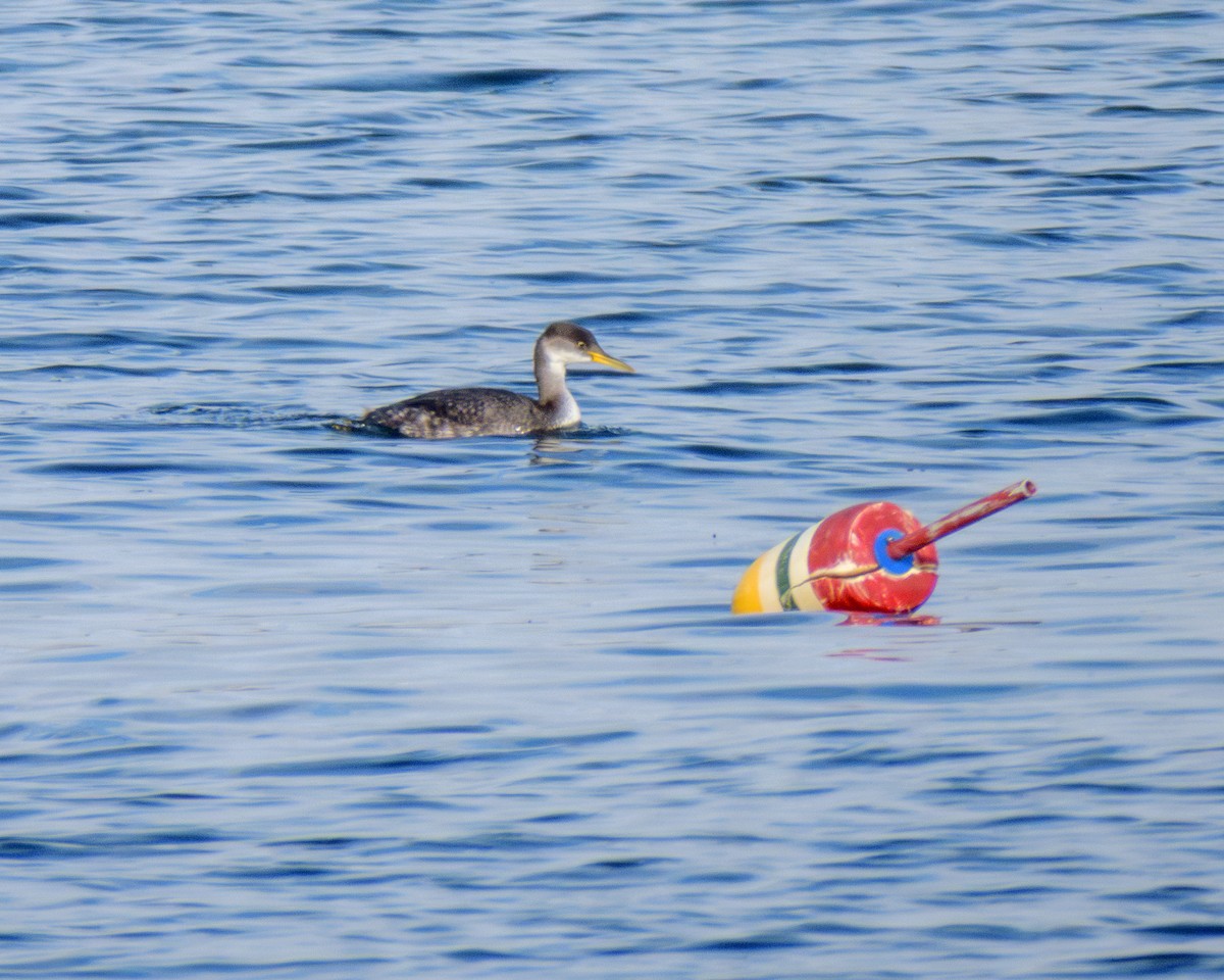 Буурал шунгуур - ML645352489