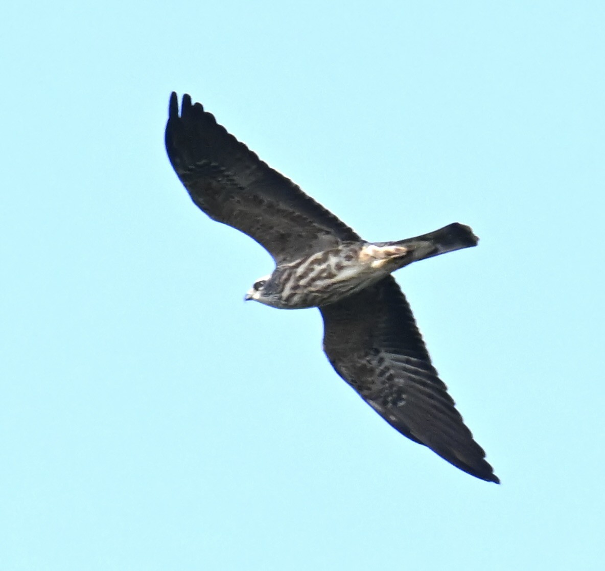 Mississippi Kite - ML645352490