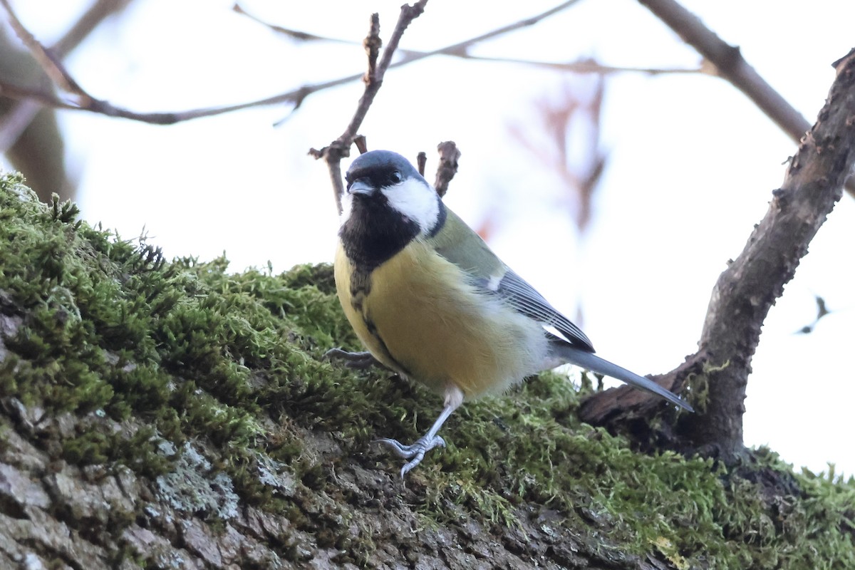 sýkora koňadra - ML645352492