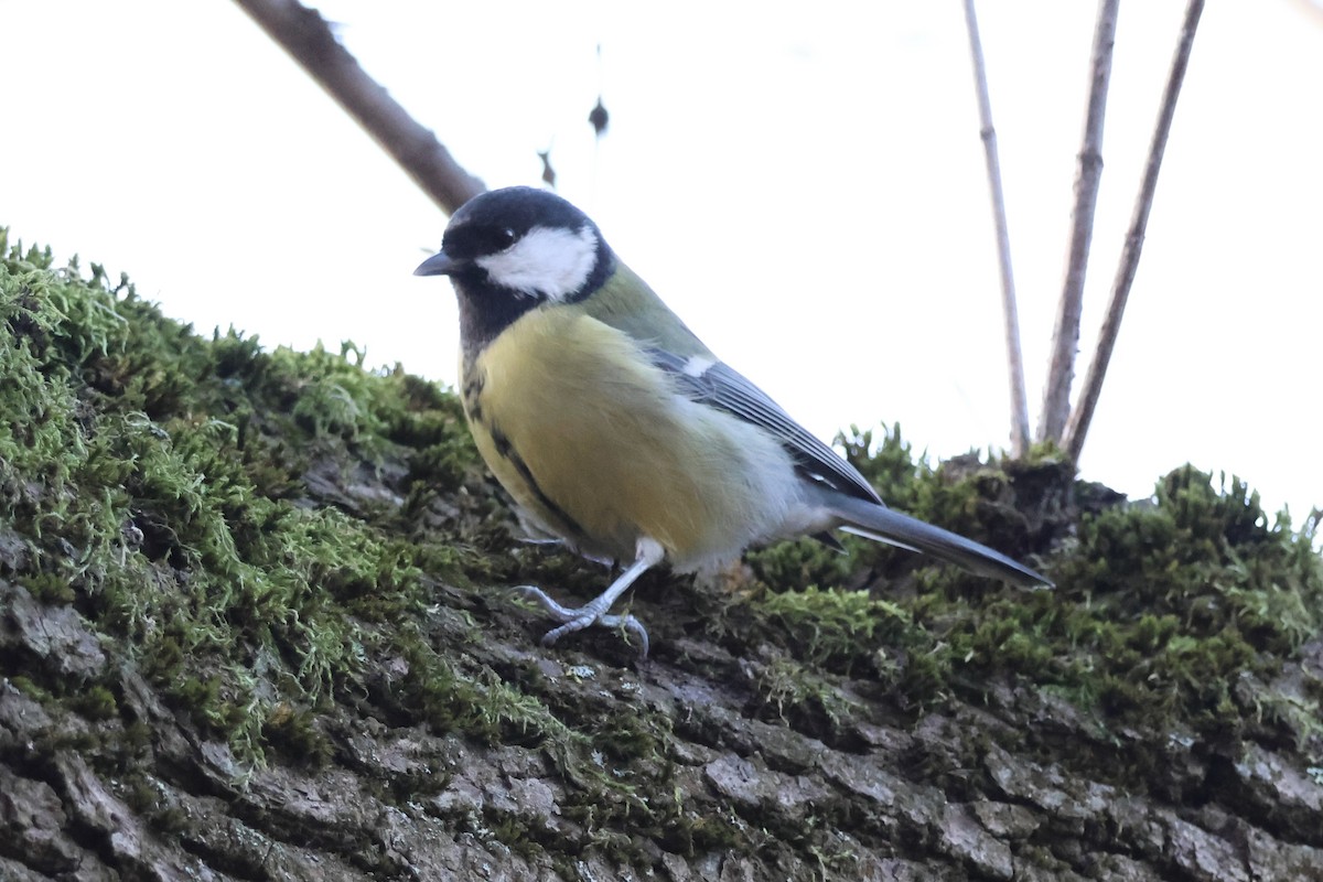 sýkora koňadra - ML645352494