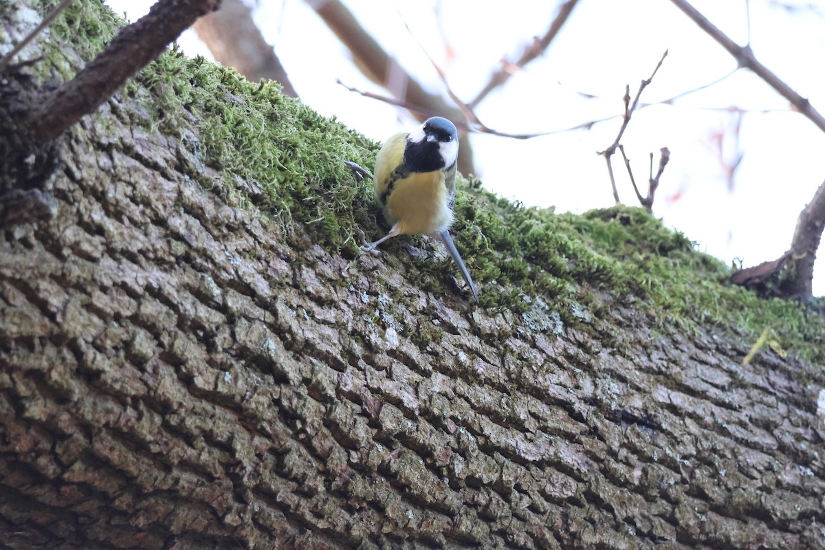 sýkora koňadra - ML645352495