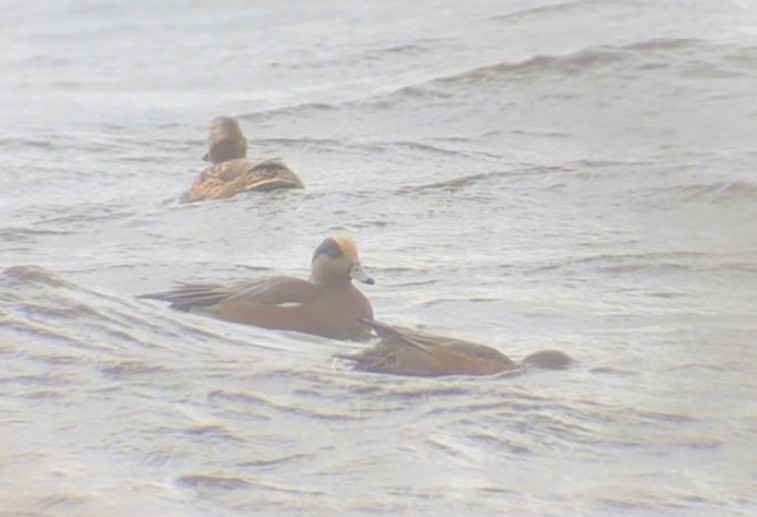 American Wigeon - ML645352509