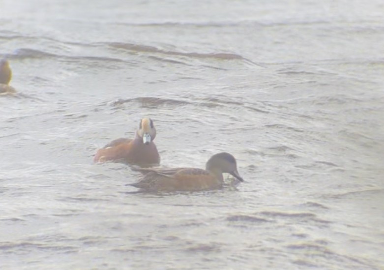 American Wigeon - ML645352510