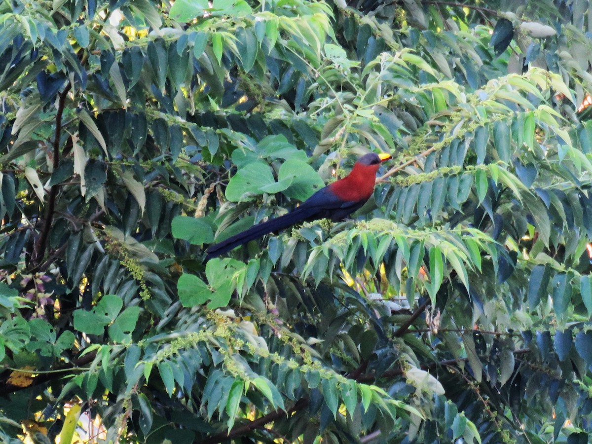 Buntschnabelkuckuck - ML645352513