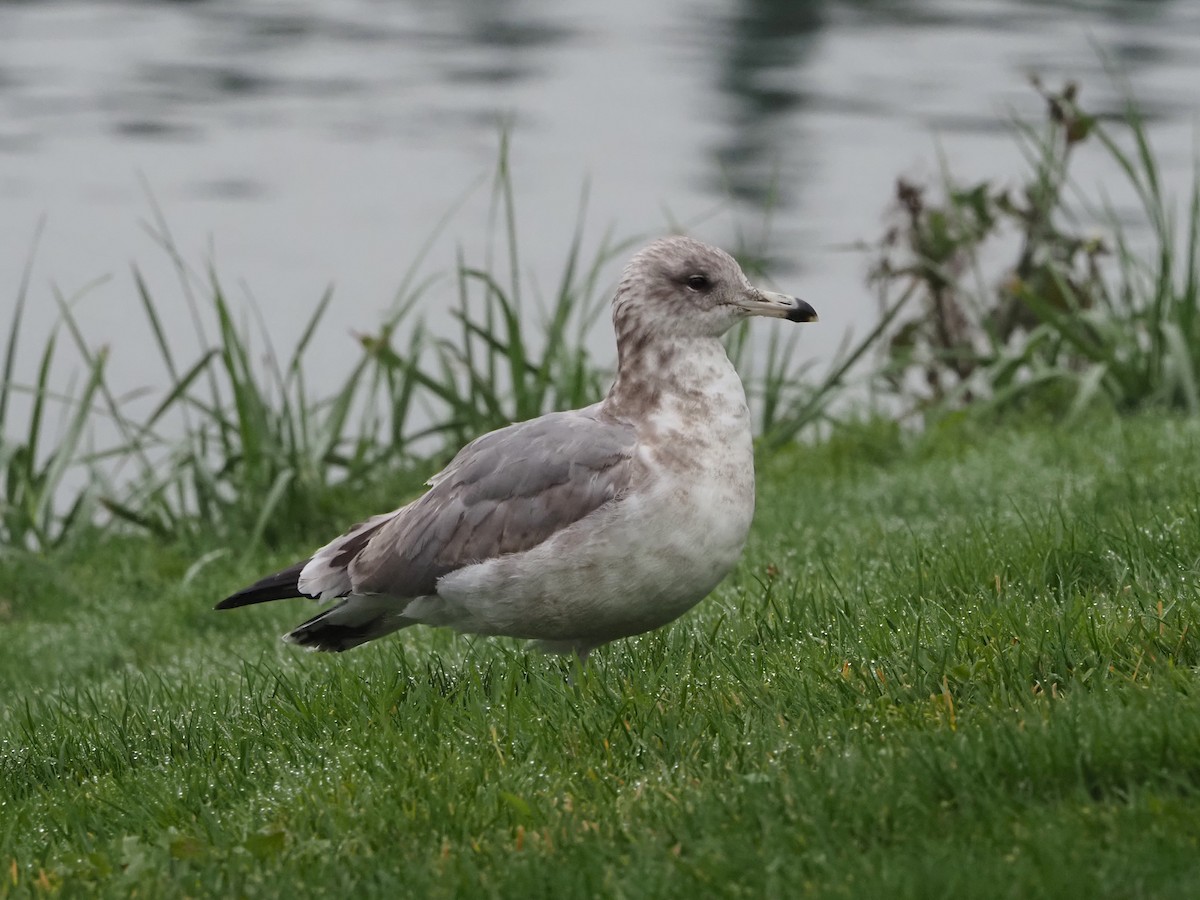 California Gull - ML645352515