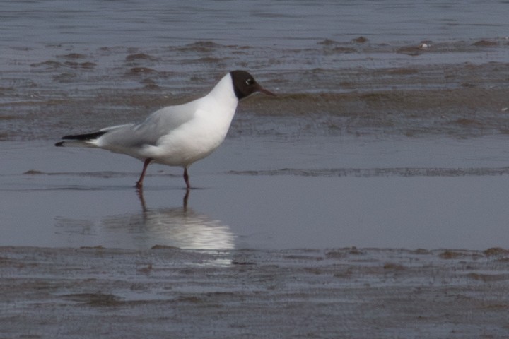 hettemåke - ML645352527