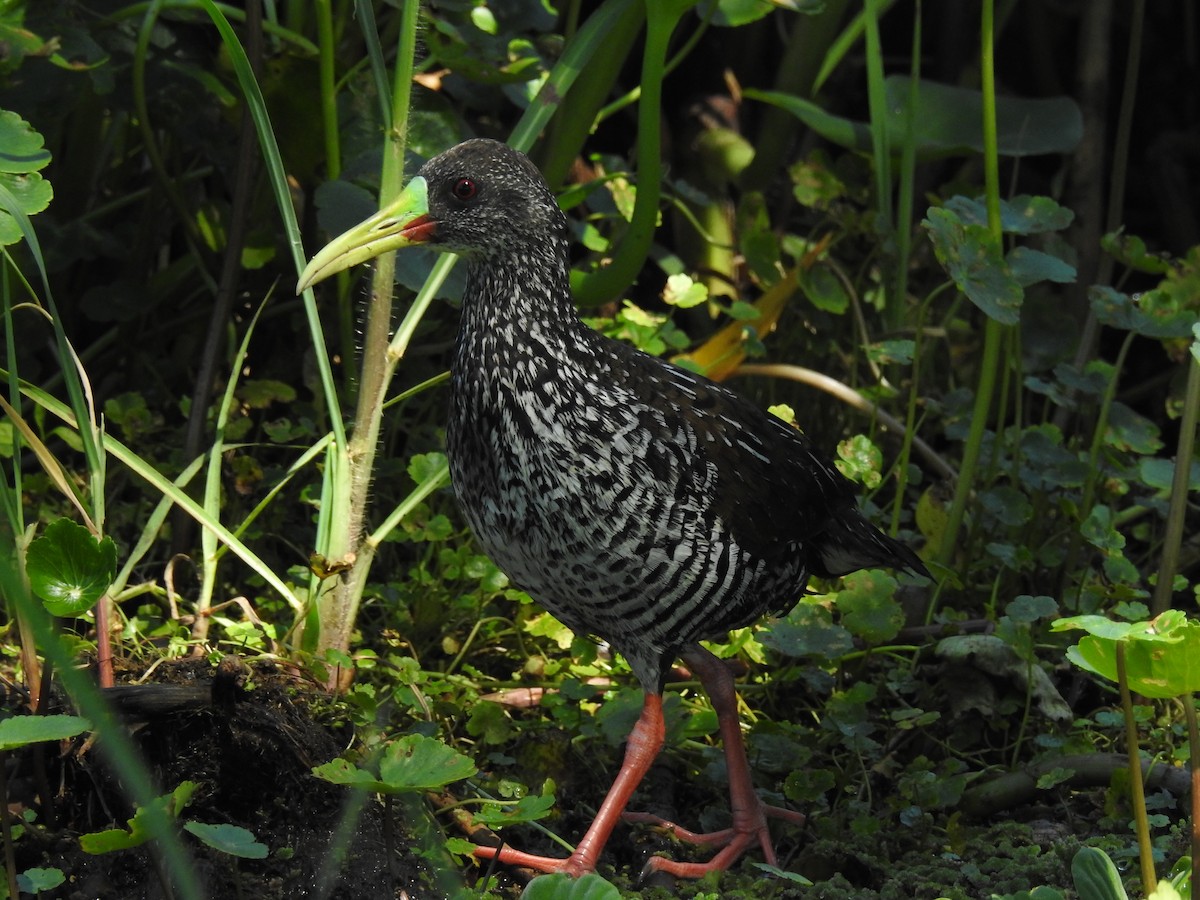 Spotted Rail - ML645352540