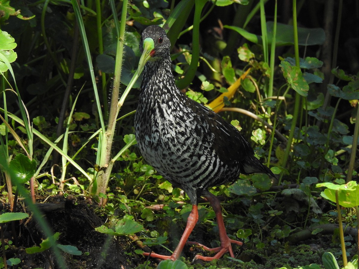 Spotted Rail - ML645352541