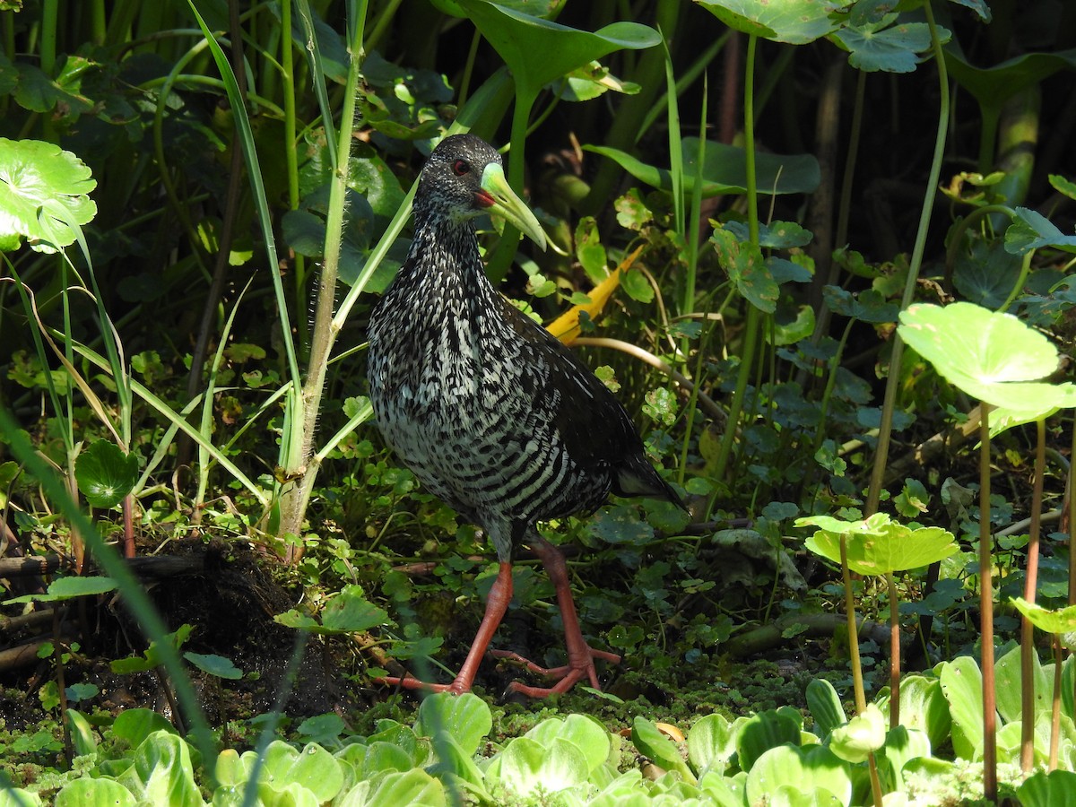 Spotted Rail - ML645352542