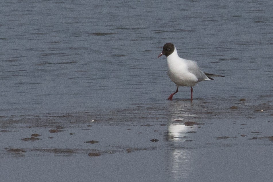 hettemåke - ML645352544