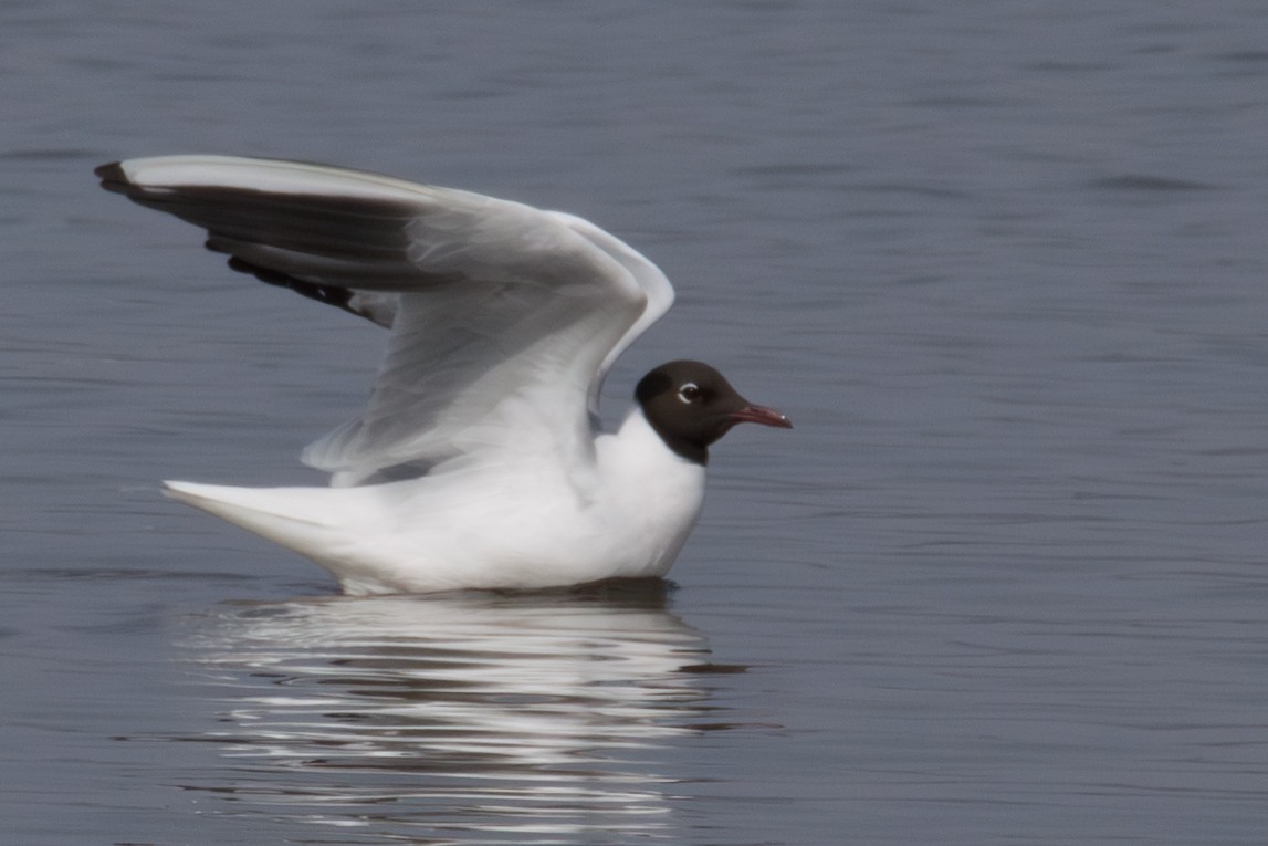 hettemåke - ML645352545