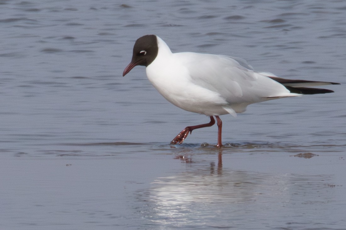 hettemåke - ML645352546