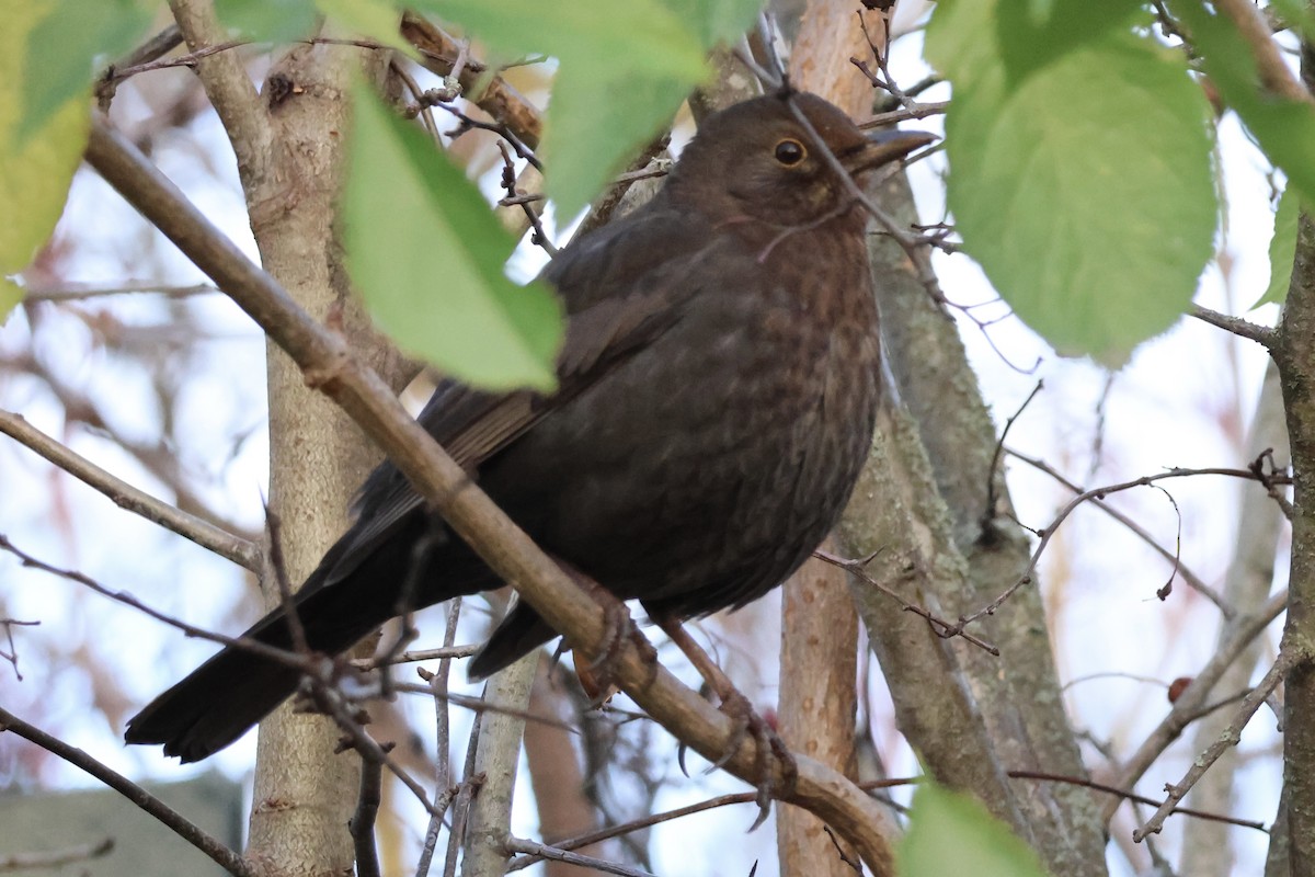 kos černý - ML645352549