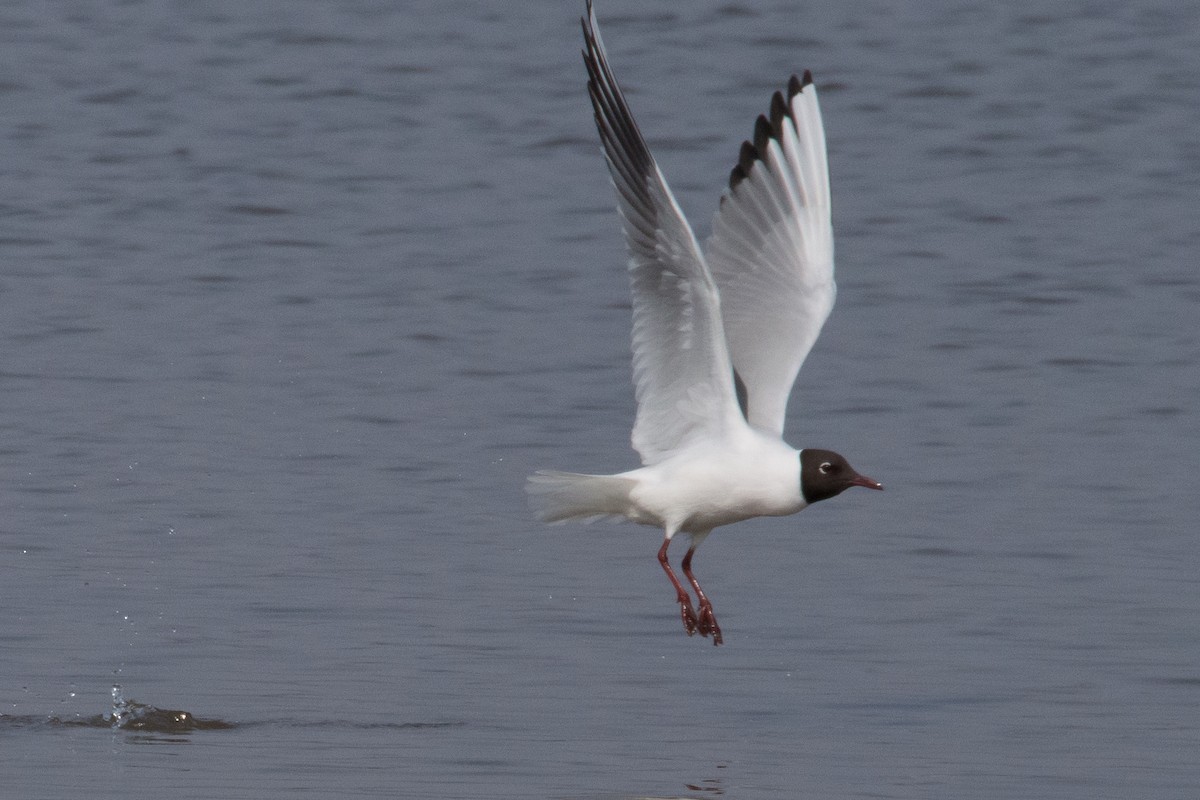 hettemåke - ML645352557