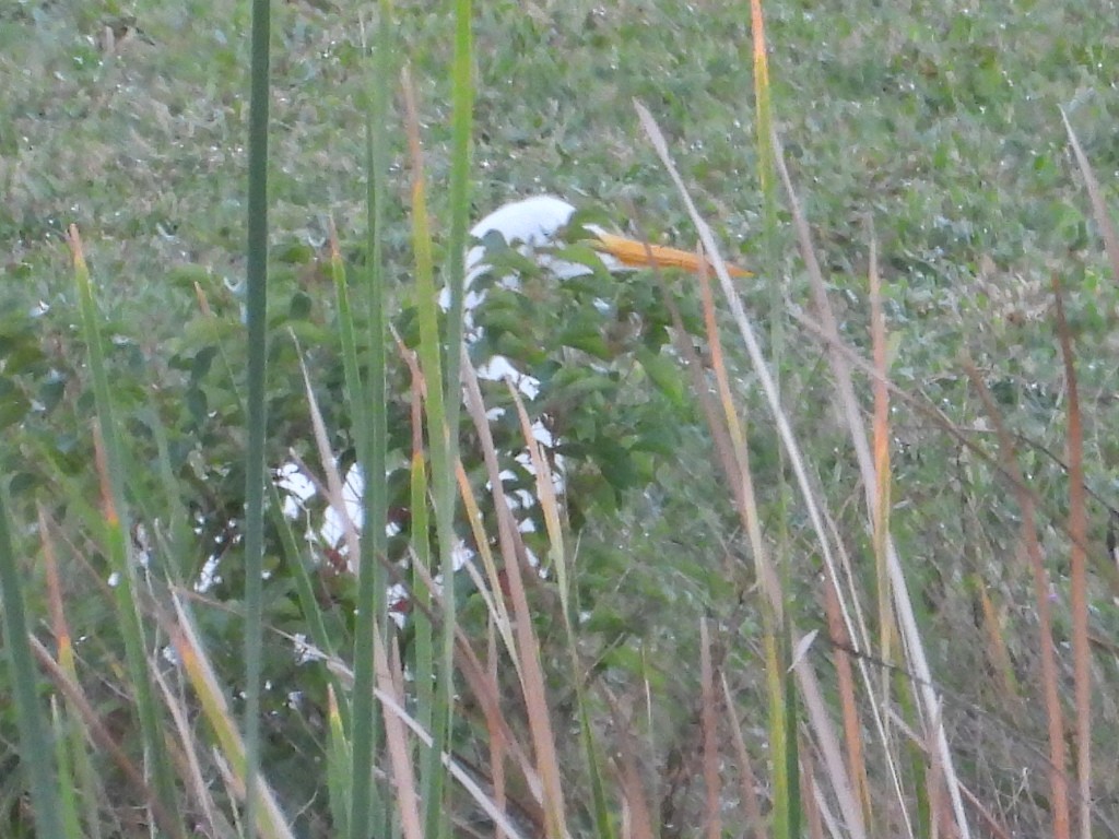 volavka bílá - ML645352558