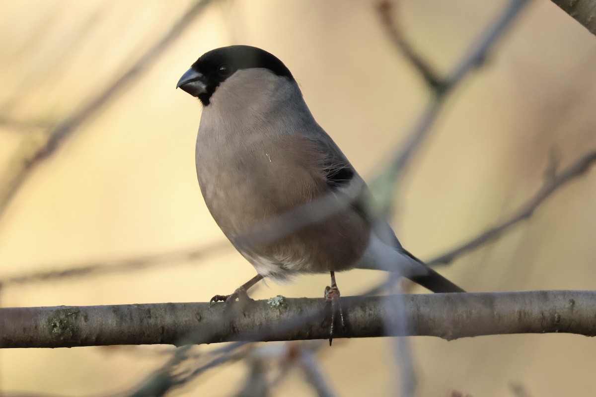 hýl obecný - ML645352561