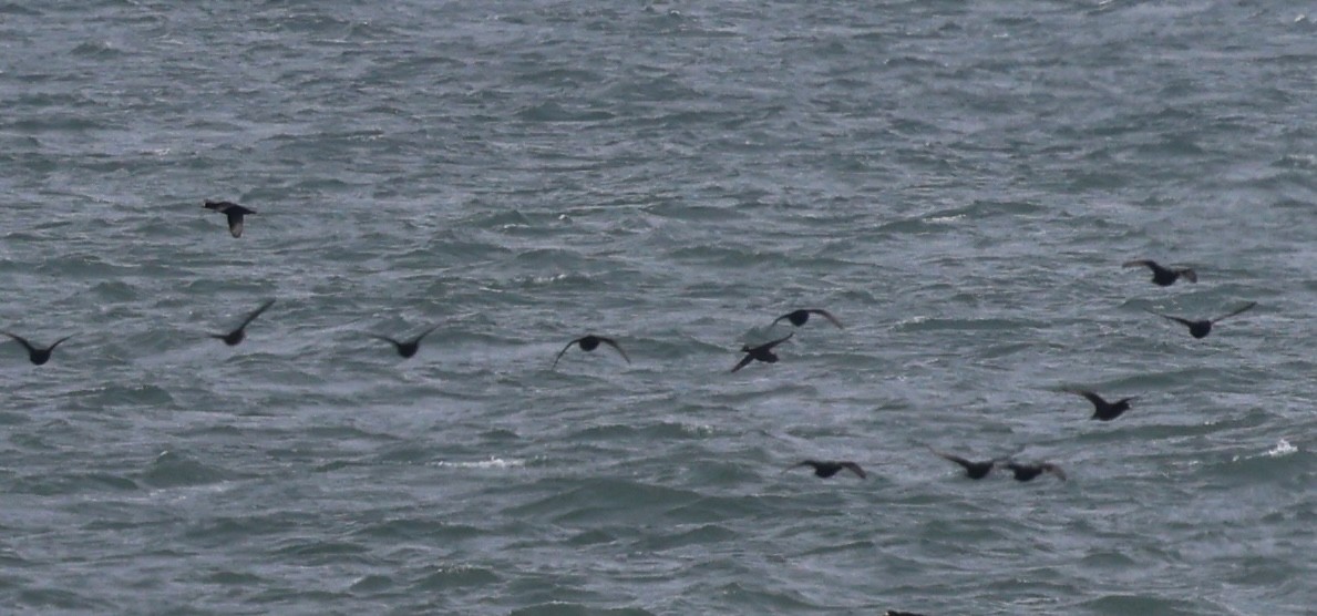 クロガモ - ML645352565