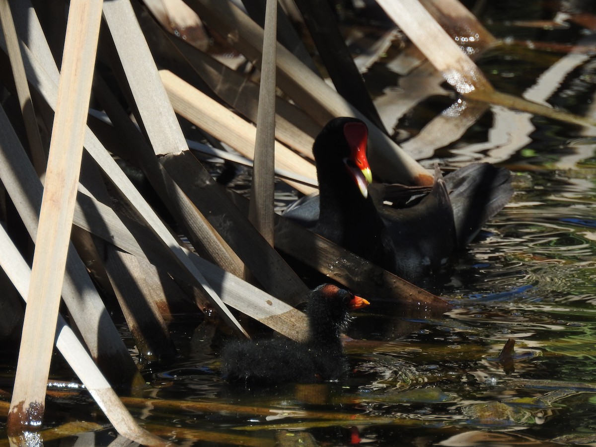 Курочка латиноамериканська - ML645352567