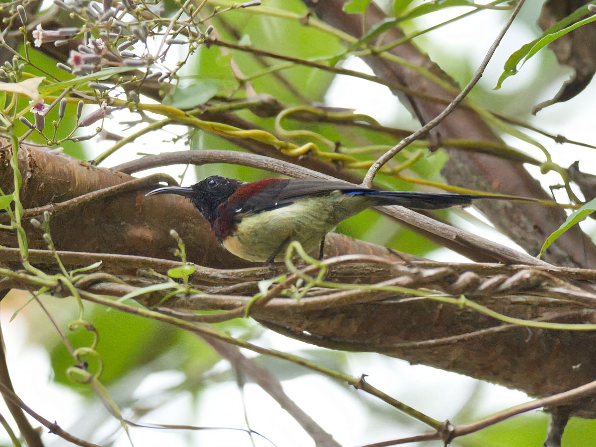 Black-throated Sunbird - ML645352571
