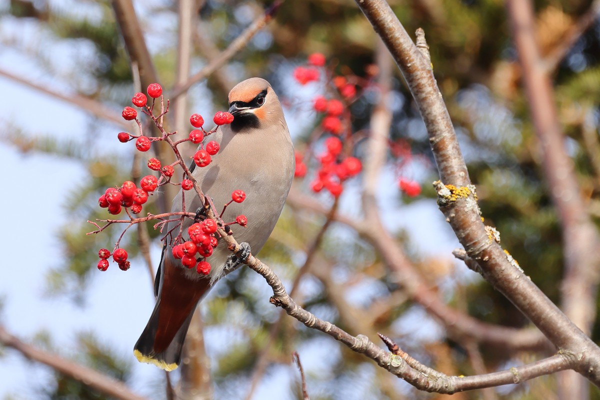 Bohemian Waxwing - ML645352582