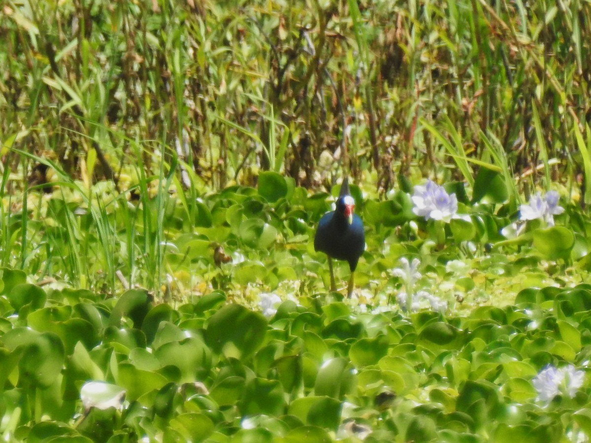 Малая султанка - ML645352583