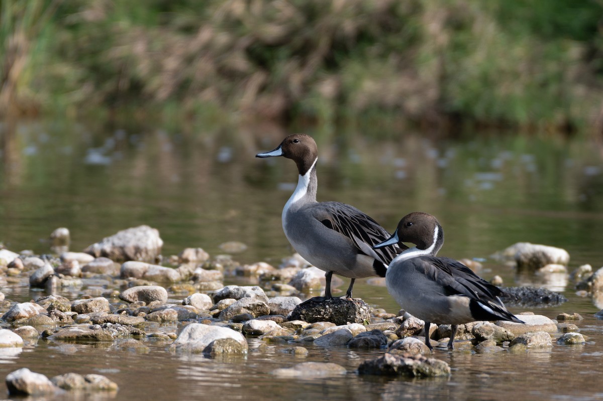 Northern Pintail - ML645352586