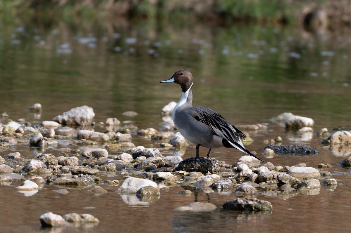 Northern Pintail - ML645352587