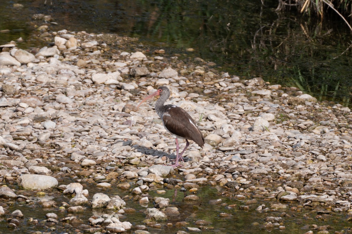 White Ibis - ML645352599