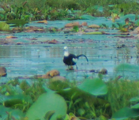 fasanbladhøne - ML645352616