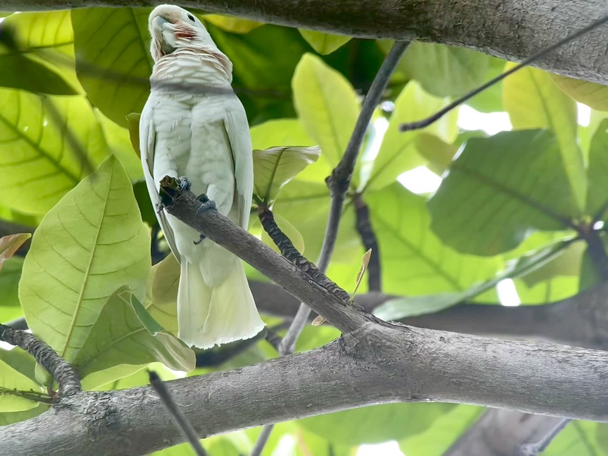 Tanimbar Corella - ML645352618