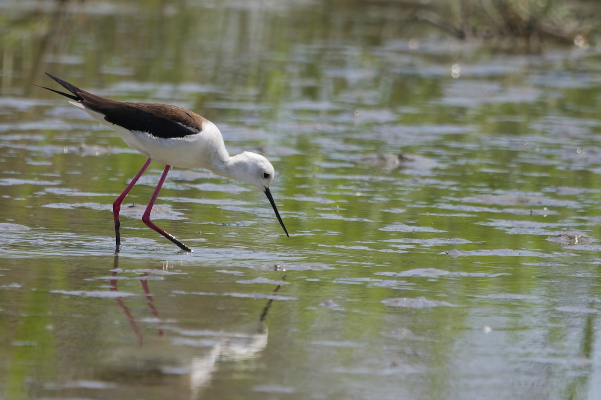 高蹺鴴 - ML645352635