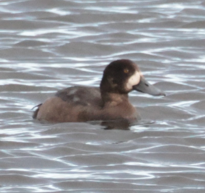 スズガモ - ML645352638