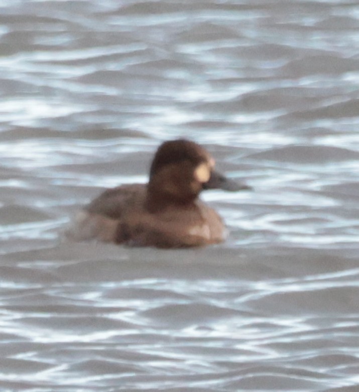 スズガモ - ML645352639