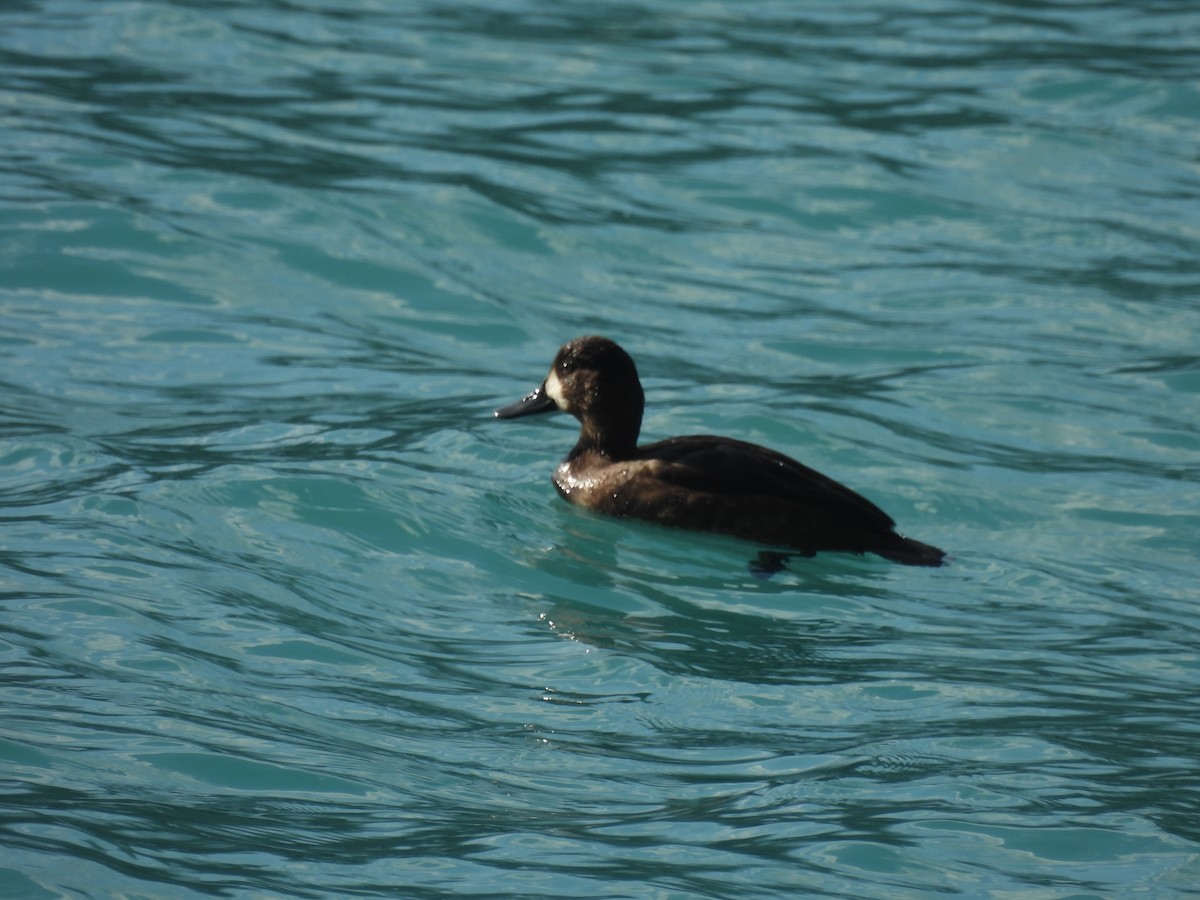 Lesser Scaup - ML645352640