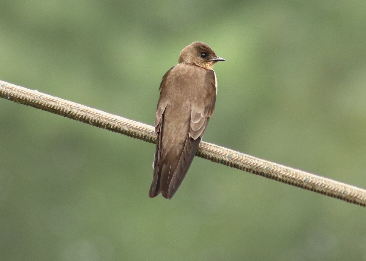 Southern Rough-winged Swallow - ML645352654