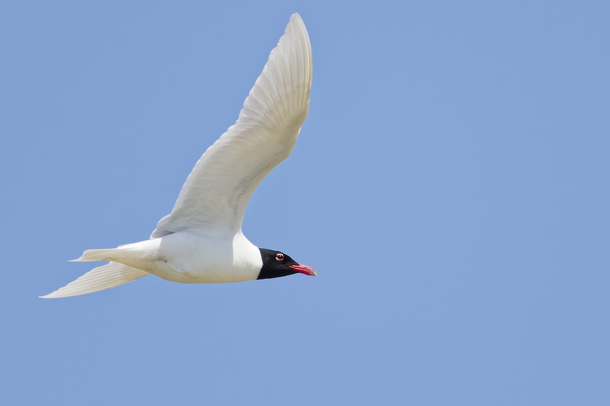 Mediterranean Gull - ML645352686