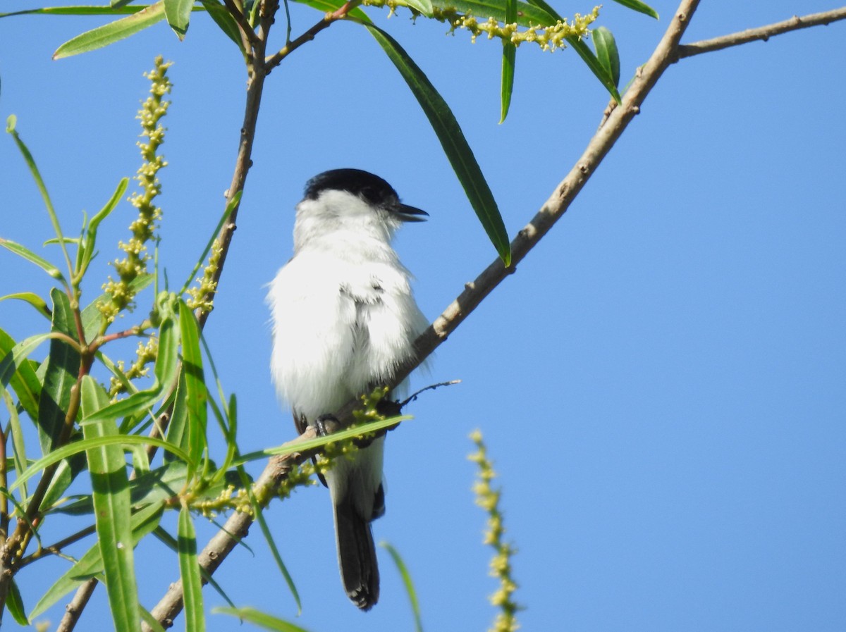 White-naped Xenopsaris - ML645352724