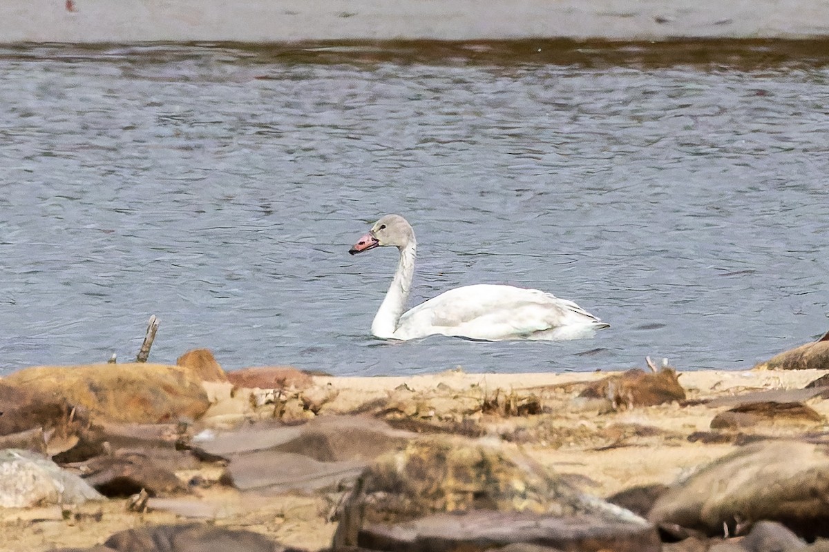 Tundra Swan - ML645352728