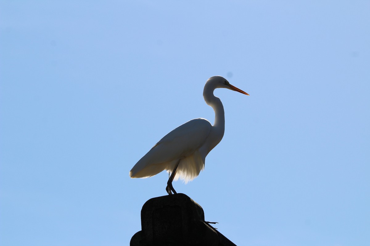 volavka bílá - ML645352729