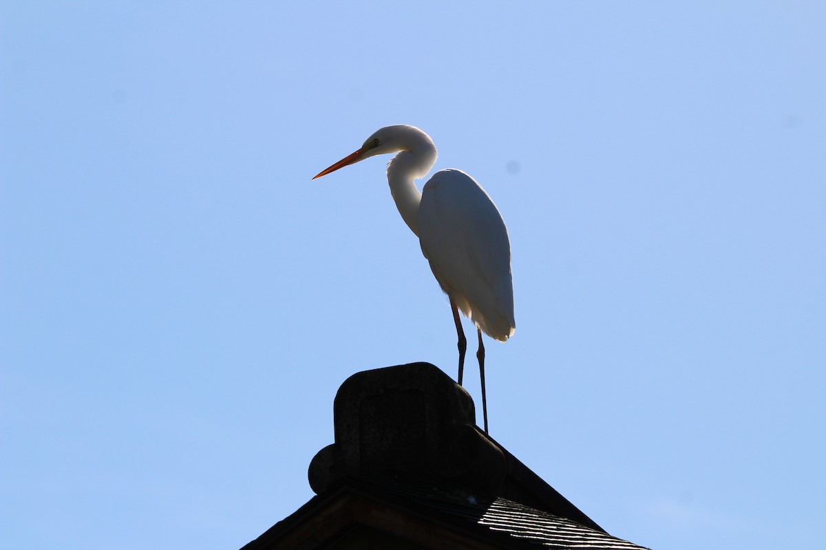 volavka bílá - ML645352730