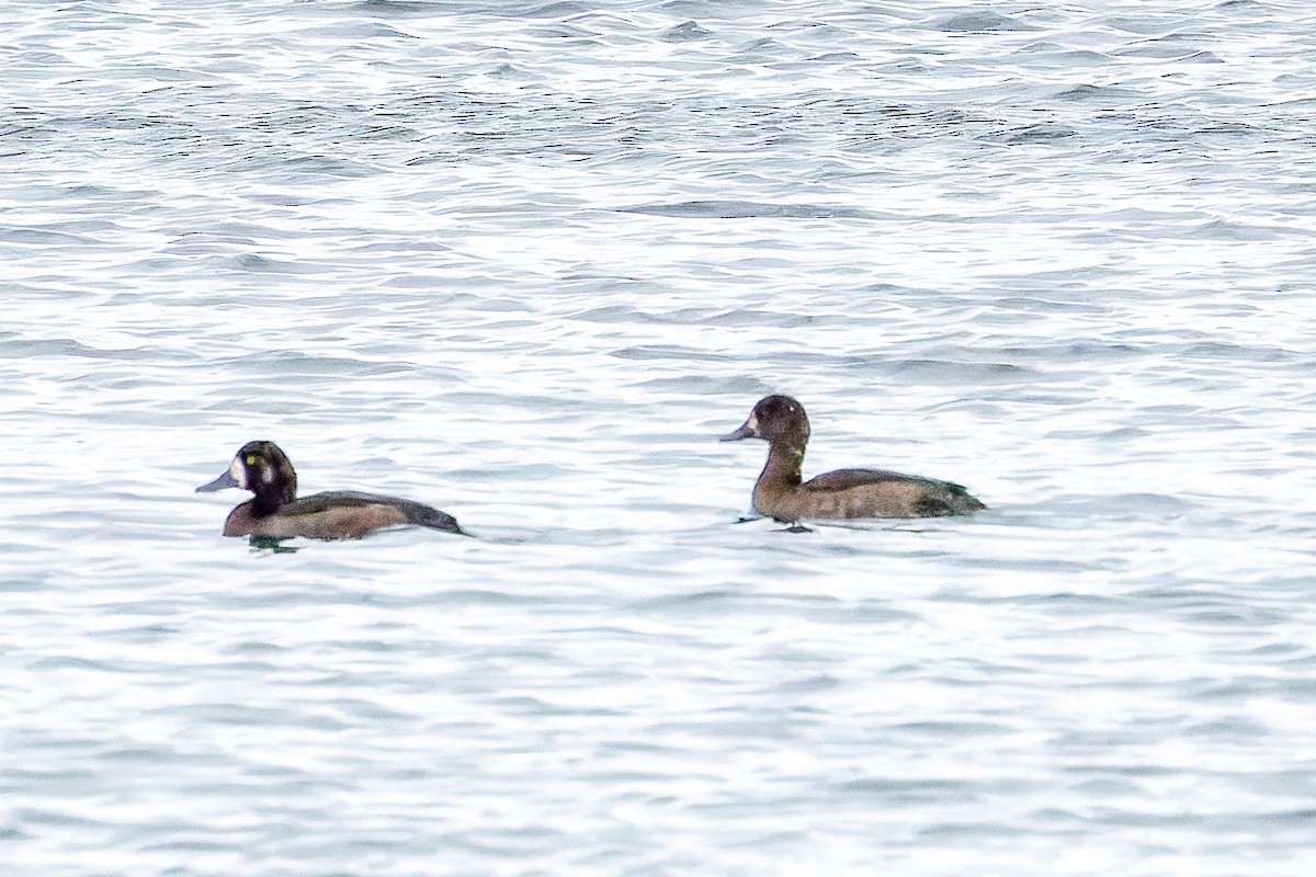 スズガモ - ML645352733