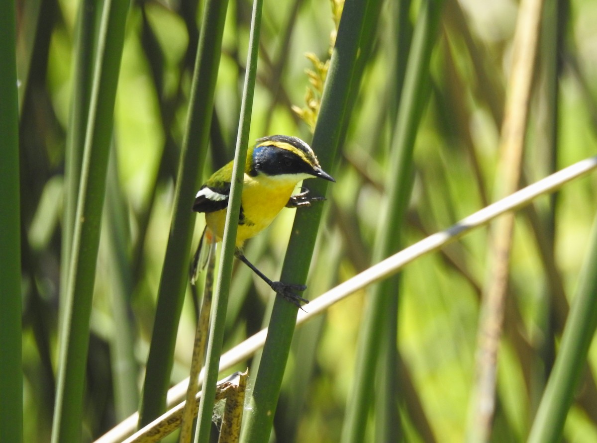 Many-colored Rush Tyrant - ML645352736