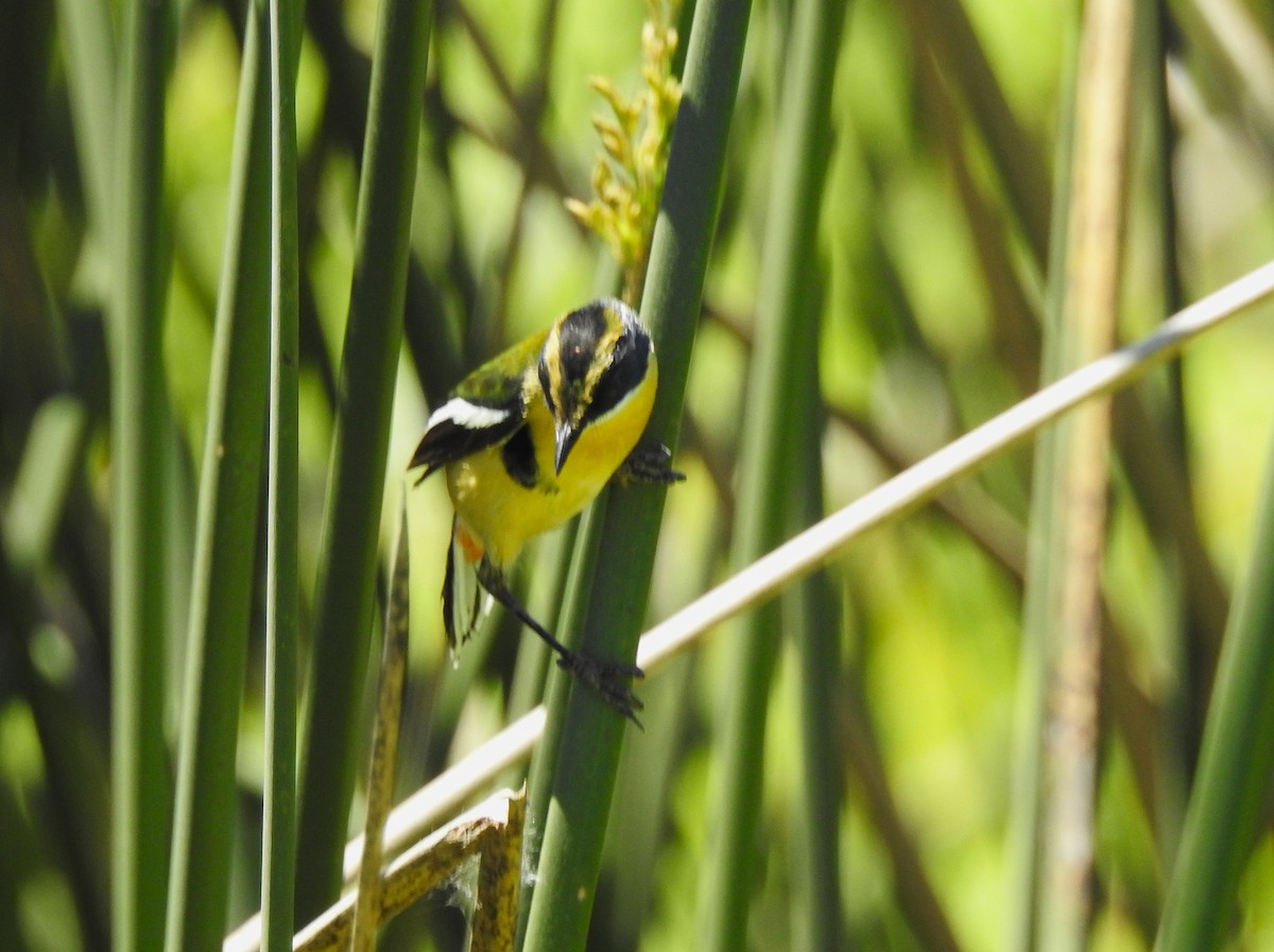 Many-colored Rush Tyrant - ML645352737