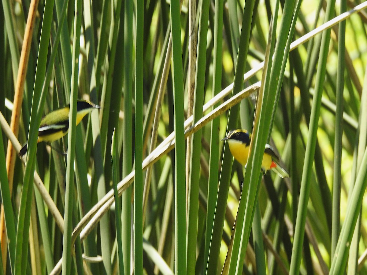 Many-colored Rush Tyrant - ML645352738